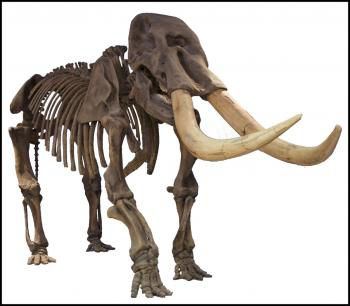 Image of Mastodon Skeleton, courtesy of ISM